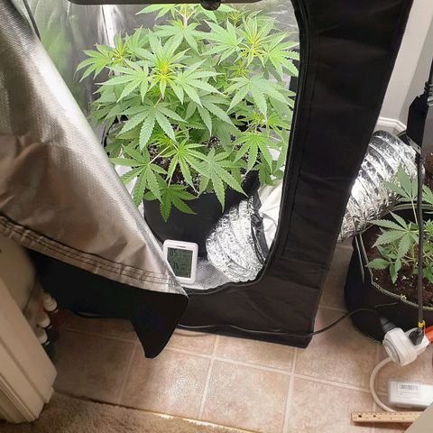 Bubblegum Kush growlog timeline photo