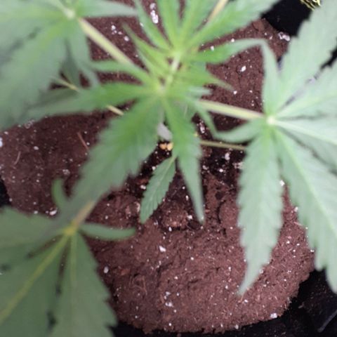 White Widow growlog timeline photo