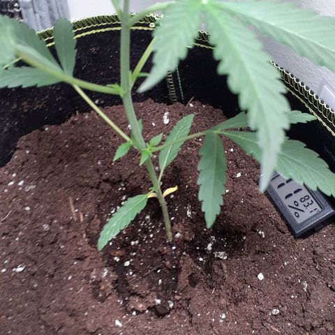 White Widow growlog timeline photo