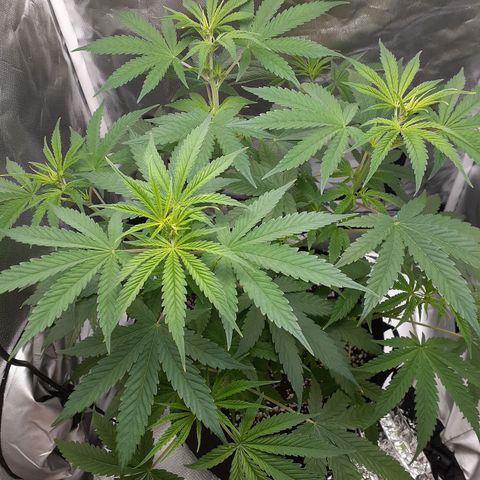 Bubblegum Kush growlog timeline photo