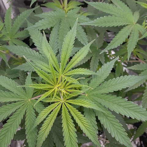Bubblegum Kush growlog timeline photo