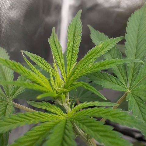 Bubblegum Kush growlog timeline photo