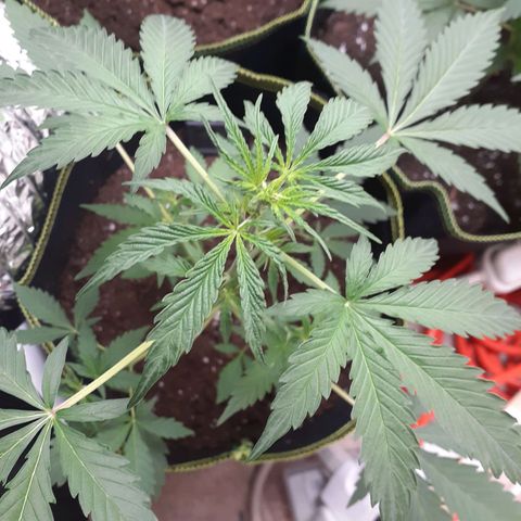 White Widow growlog timeline photo