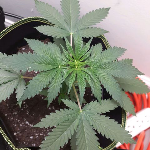 White Widow growlog timeline photo