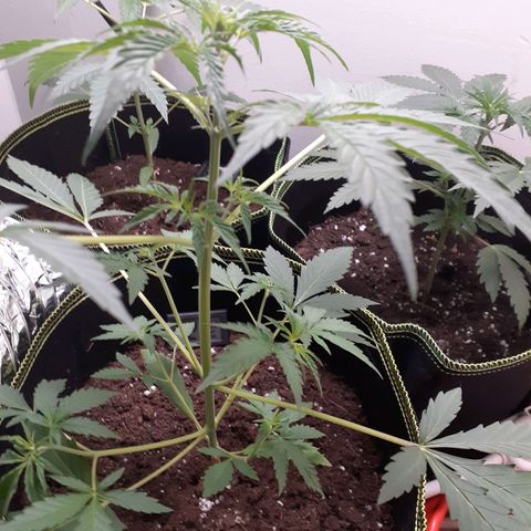 White Widow growlog timeline photo