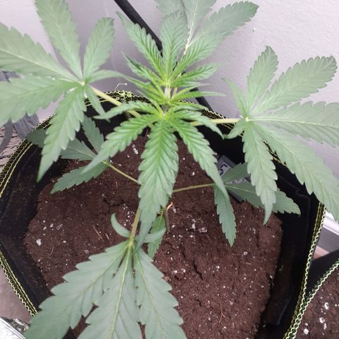 White Widow growlog timeline photo