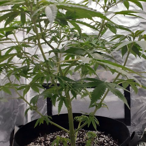 Bubblegum Kush growlog timeline photo