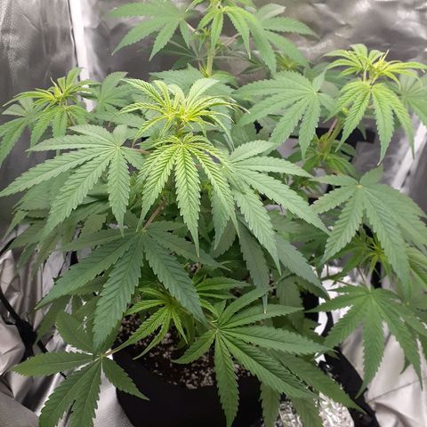 Bubblegum Kush growlog timeline photo