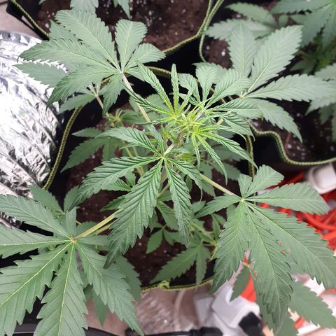 White Widow growlog timeline photo