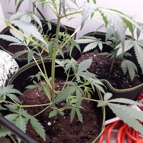 White Widow growlog timeline photo