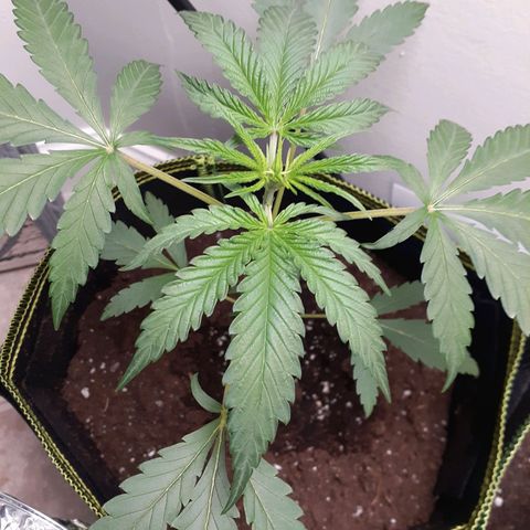White Widow growlog timeline photo