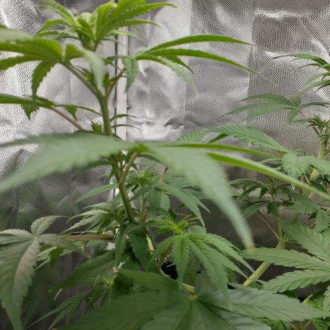 Bubblegum Kush growlog timeline photo