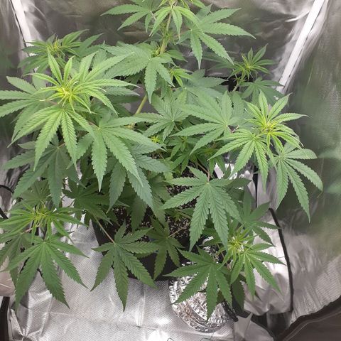 Bubblegum Kush growlog timeline photo