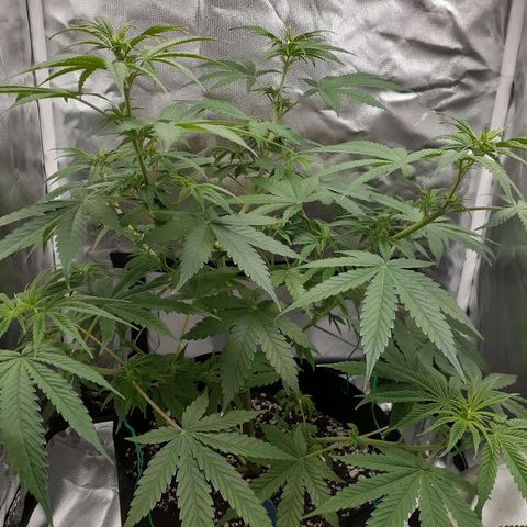 Bubblegum Kush growlog timeline photo
