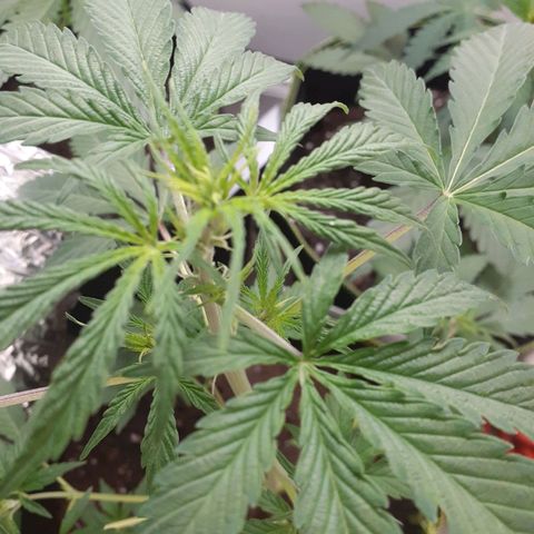 White Widow growlog timeline photo