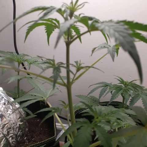 White Widow growlog timeline photo