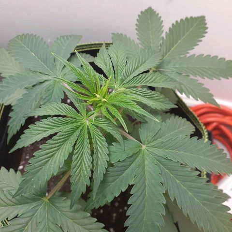 White Widow growlog timeline photo