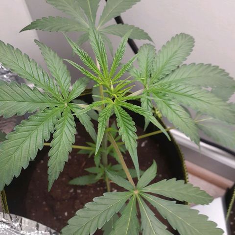 White Widow growlog timeline photo