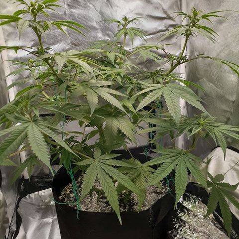 Bubblegum Kush growlog timeline photo