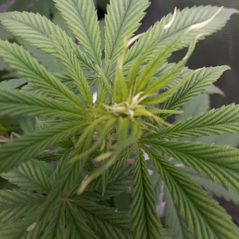 Bubblegum Kush growlog timeline photo