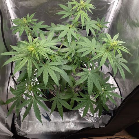 Bubblegum Kush growlog timeline photo