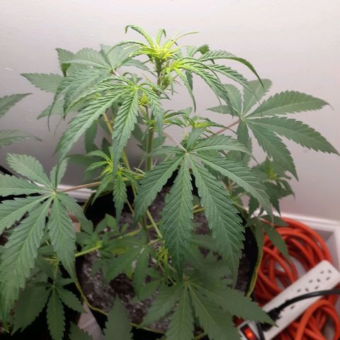 White Widow growlog timeline photo