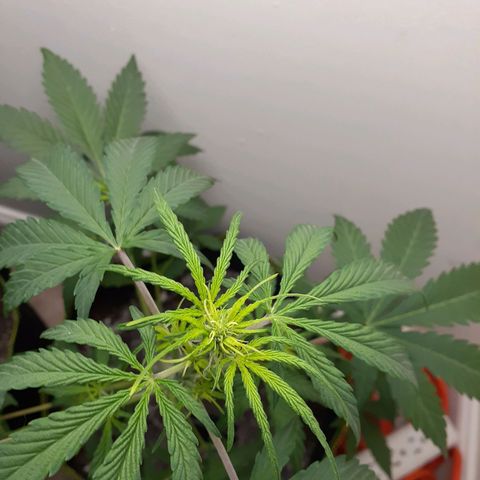 White Widow growlog timeline photo