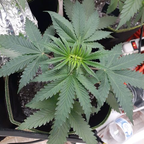 White Widow growlog timeline photo