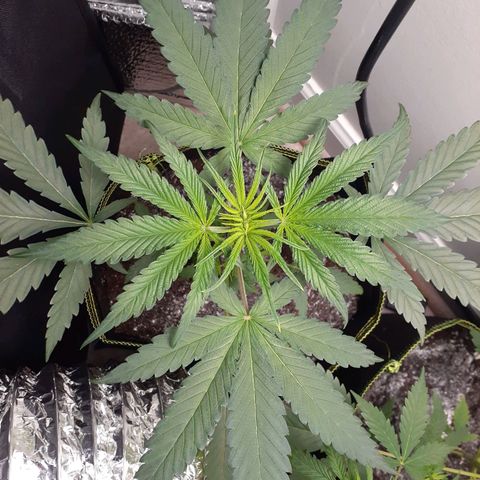White Widow growlog timeline photo