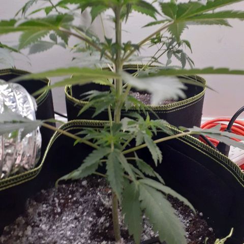 White Widow growlog timeline photo