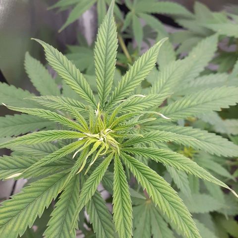 Bubblegum Kush growlog timeline photo