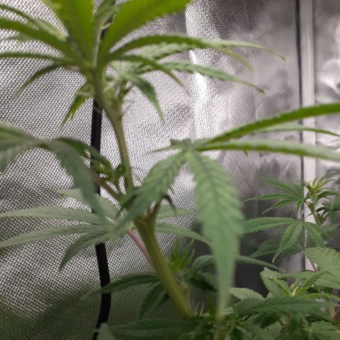 Bubblegum Kush growlog timeline photo
