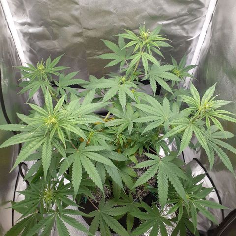 Bubblegum Kush growlog timeline photo