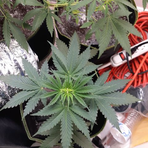 White Widow growlog timeline photo