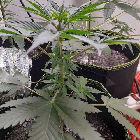 White Widow growlog timeline photo