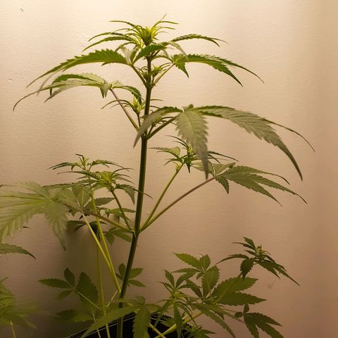 White Widow growlog timeline photo
