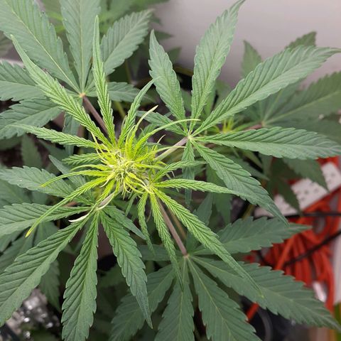 White Widow growlog timeline photo