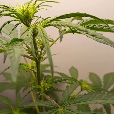 White Widow growlog timeline photo