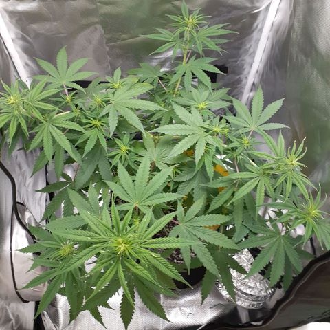 Bubblegum Kush growlog timeline photo