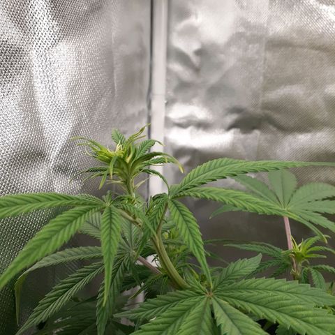 Bubblegum Kush growlog timeline photo