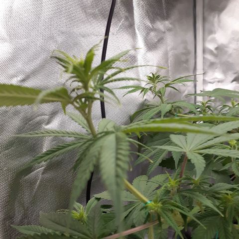 Bubblegum Kush growlog timeline photo