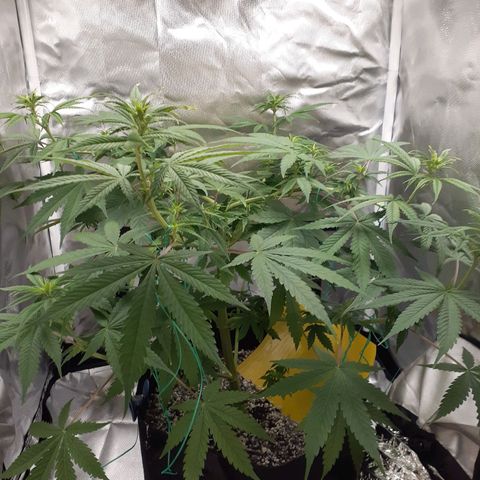 Bubblegum Kush growlog timeline photo