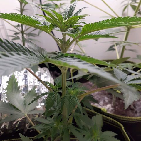White Widow growlog timeline photo