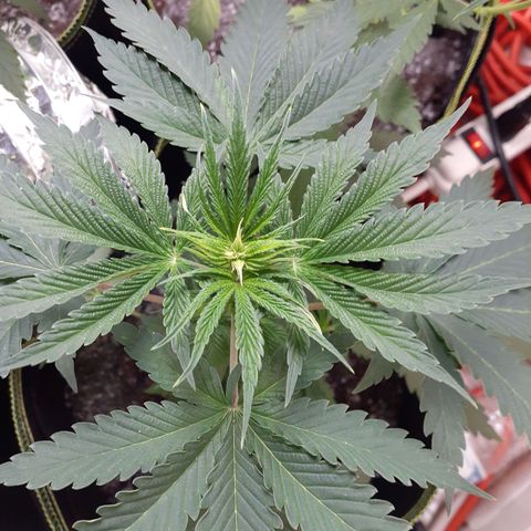 White Widow growlog timeline photo