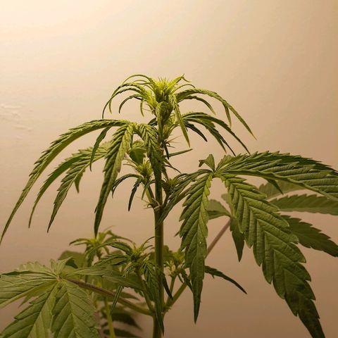 White Widow growlog timeline photo
