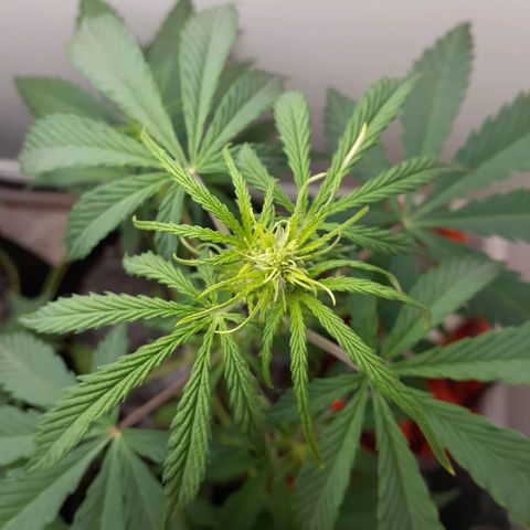 White Widow growlog timeline photo