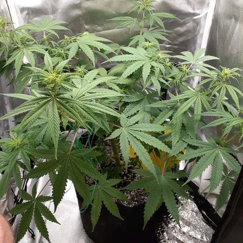 Bubblegum Kush growlog timeline photo
