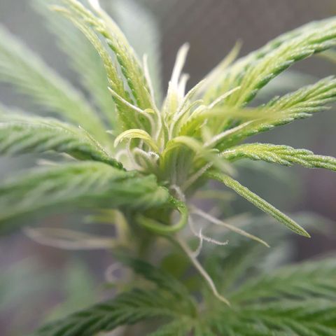 Bubblegum Kush growlog timeline photo