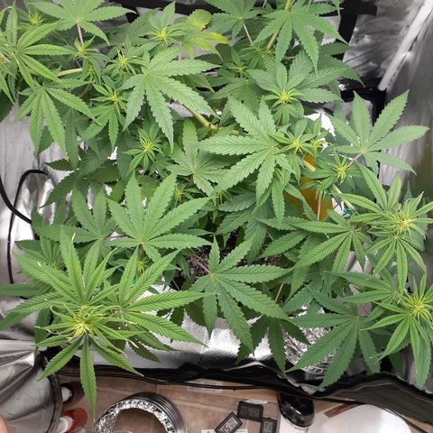 Bubblegum Kush growlog timeline photo