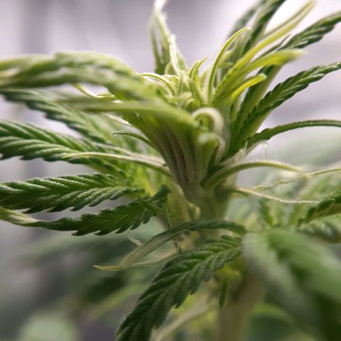Bubblegum Kush growlog timeline photo